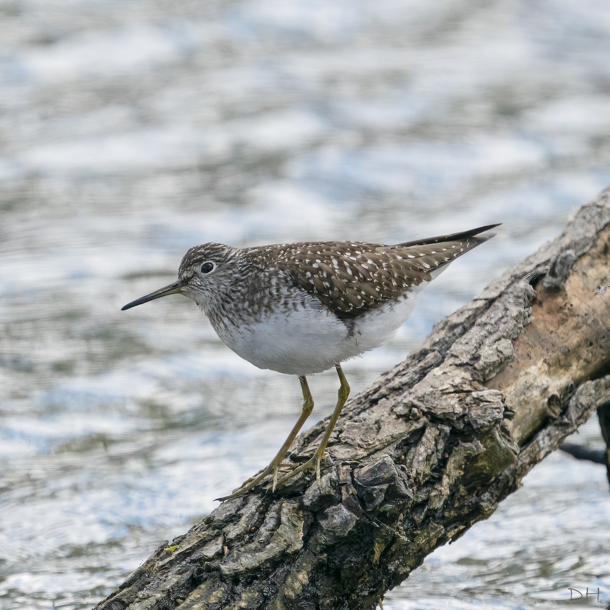 Solitary Sandpiper - ML233072041