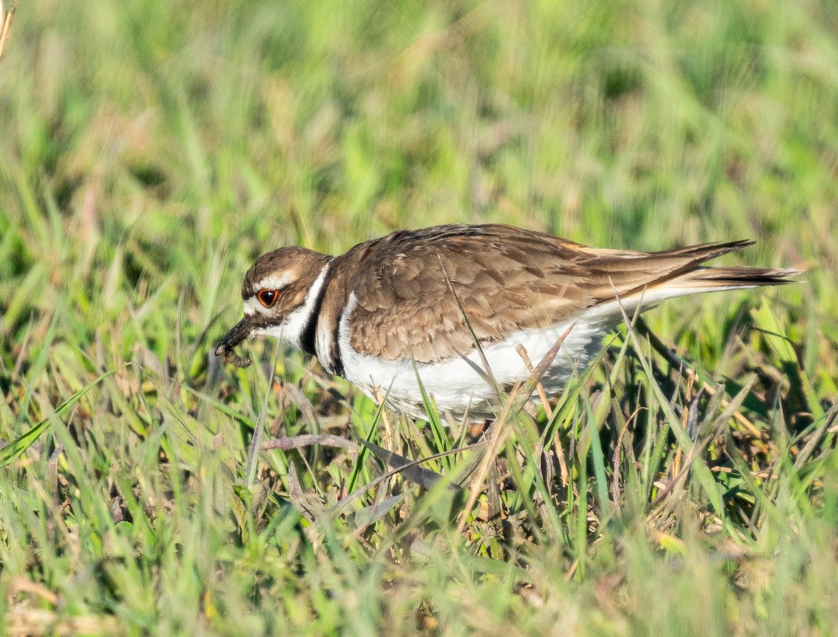 Killdeer - ML233072171