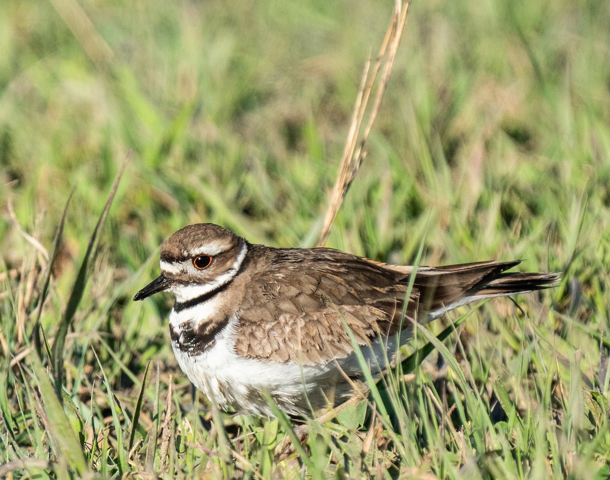 Killdeer - ML233072231