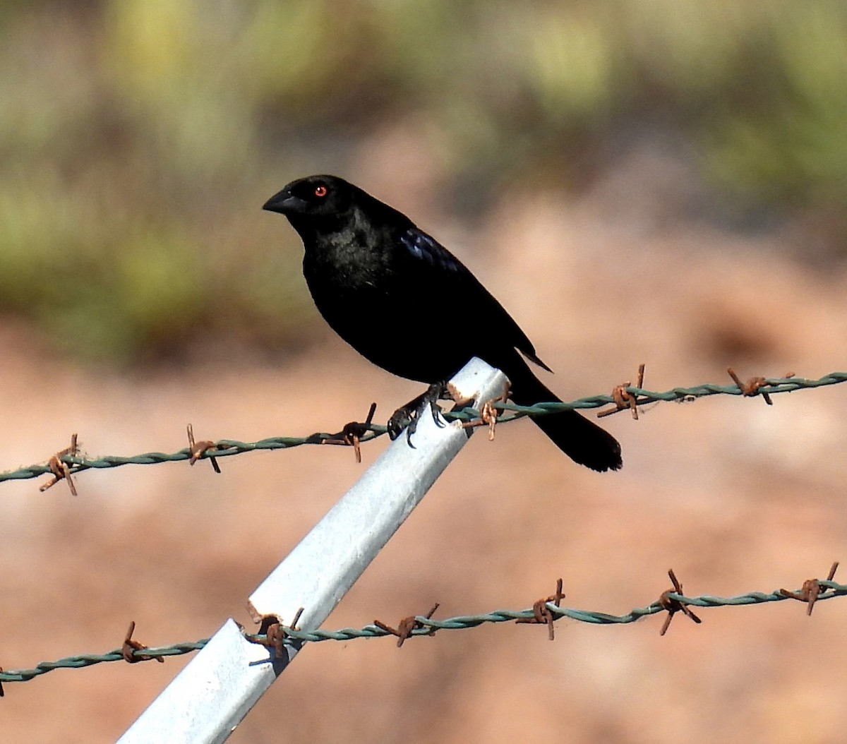 Bronzed Cowbird - Mary Tannehill