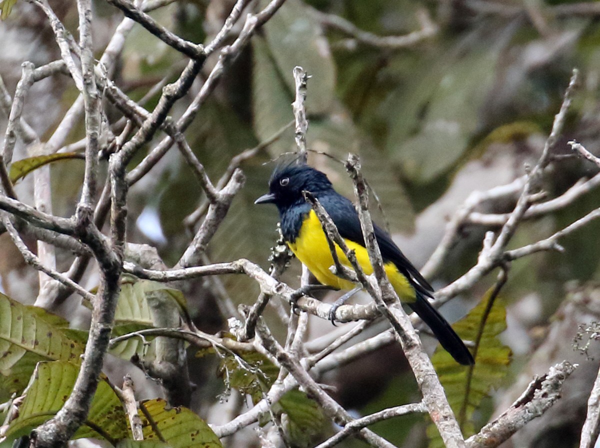 Sultan Tit (Black-crested) - ML233074571