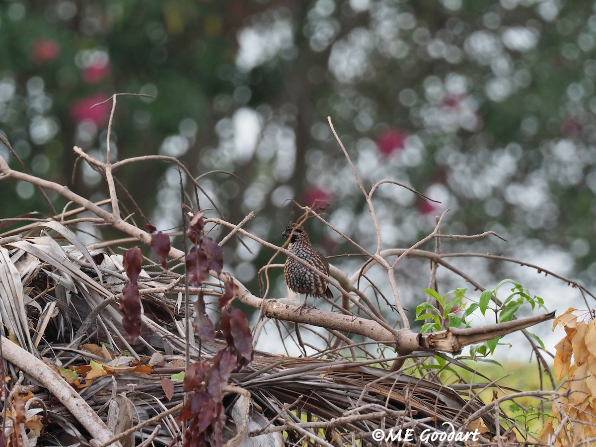 Black-throated Bobwhite - Mary Goodart