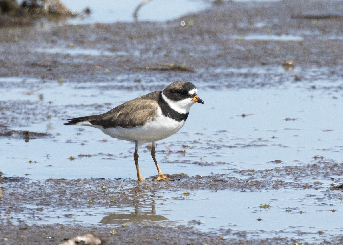 Semipalmated Plover - ML233076071