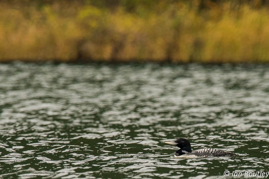 Yellow-billed Loon - Ian Routley