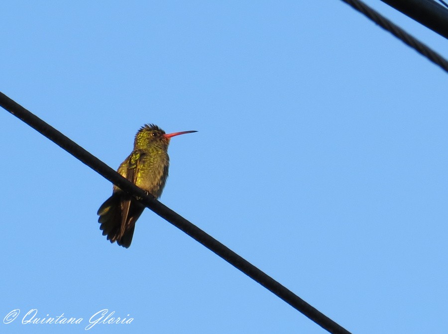 Gilded Hummingbird - Pedro Gauna