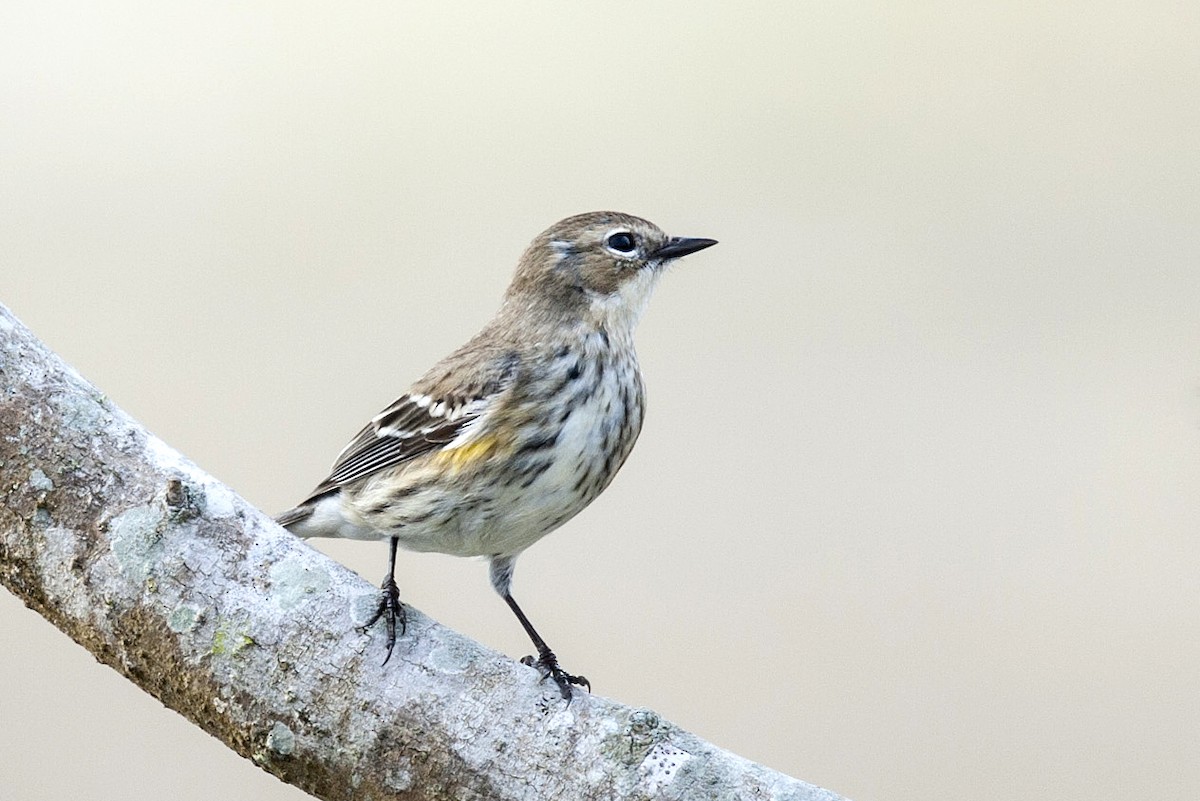 Yellow-rumped Warbler - ML233078801