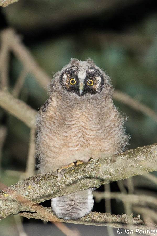 Long-eared Owl - Ian Routley
