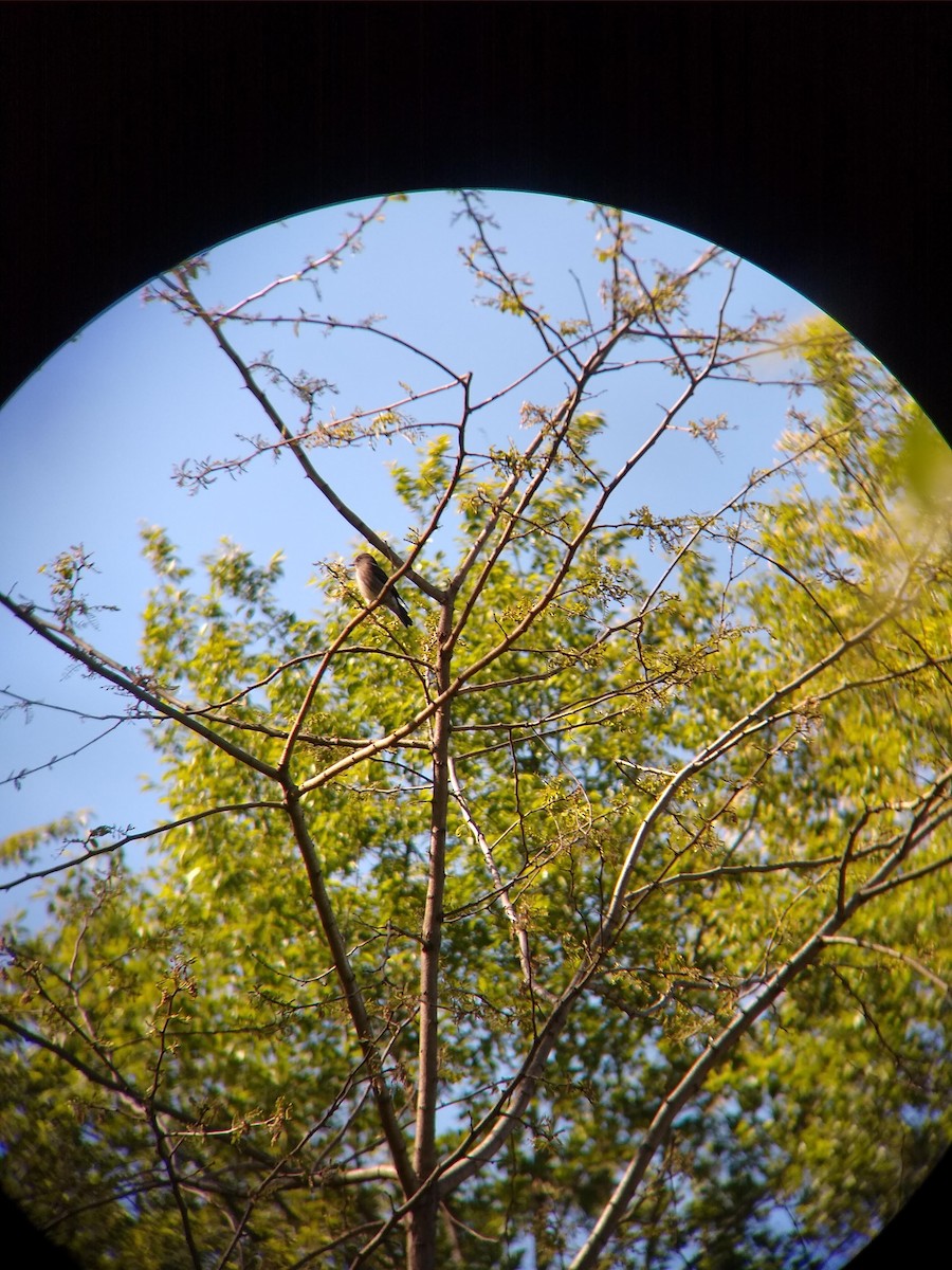 Pibí Boreal - ML233079681