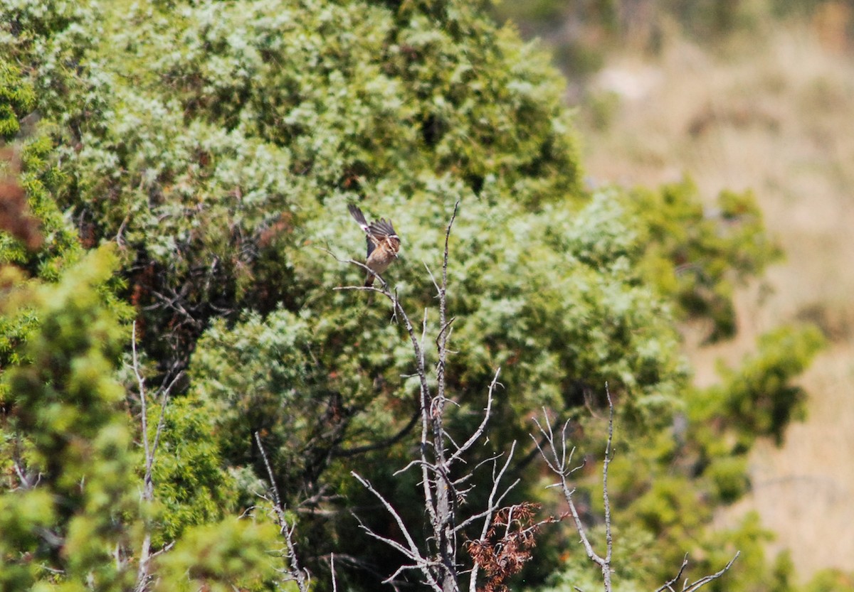 Whinchat - ML233079961