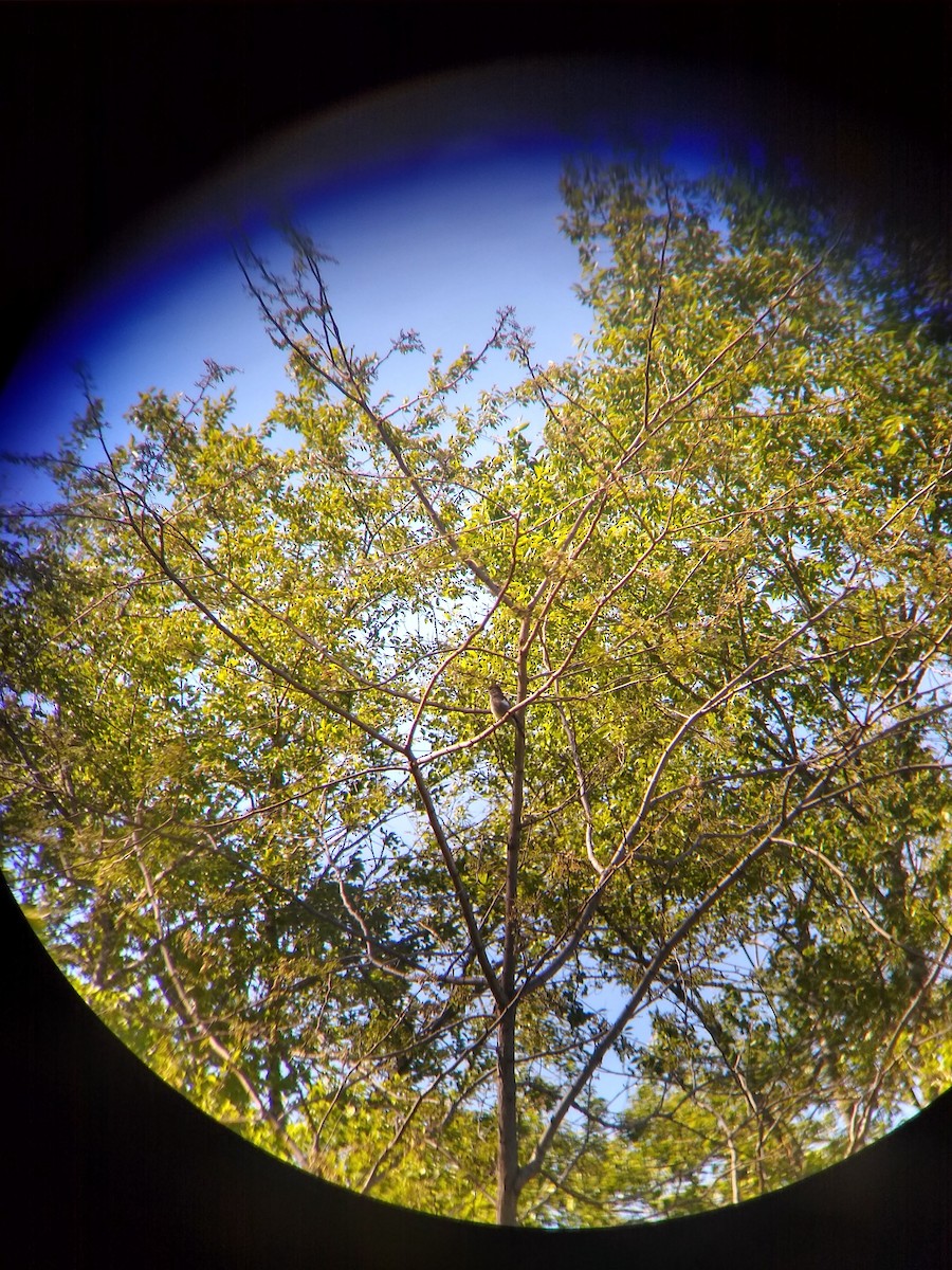 Pibí Boreal - ML233079991