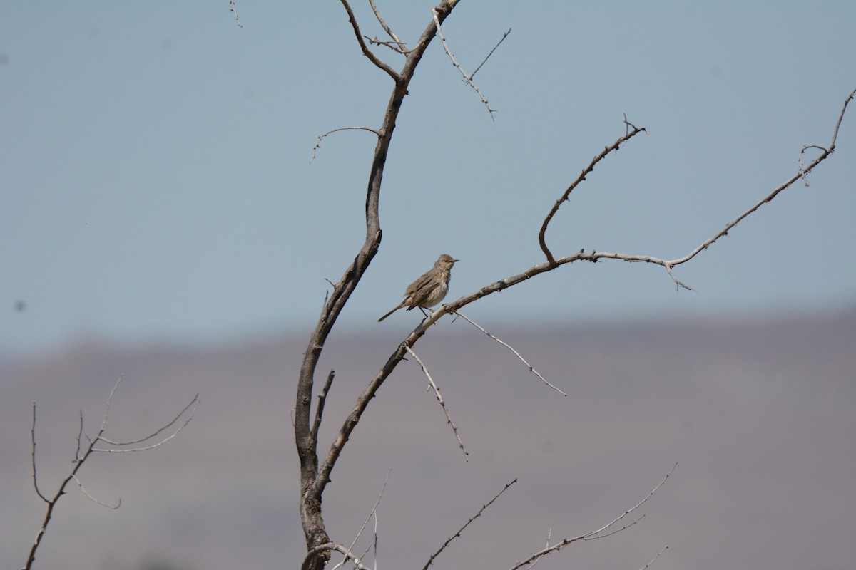 Sage Thrasher - ML233080741