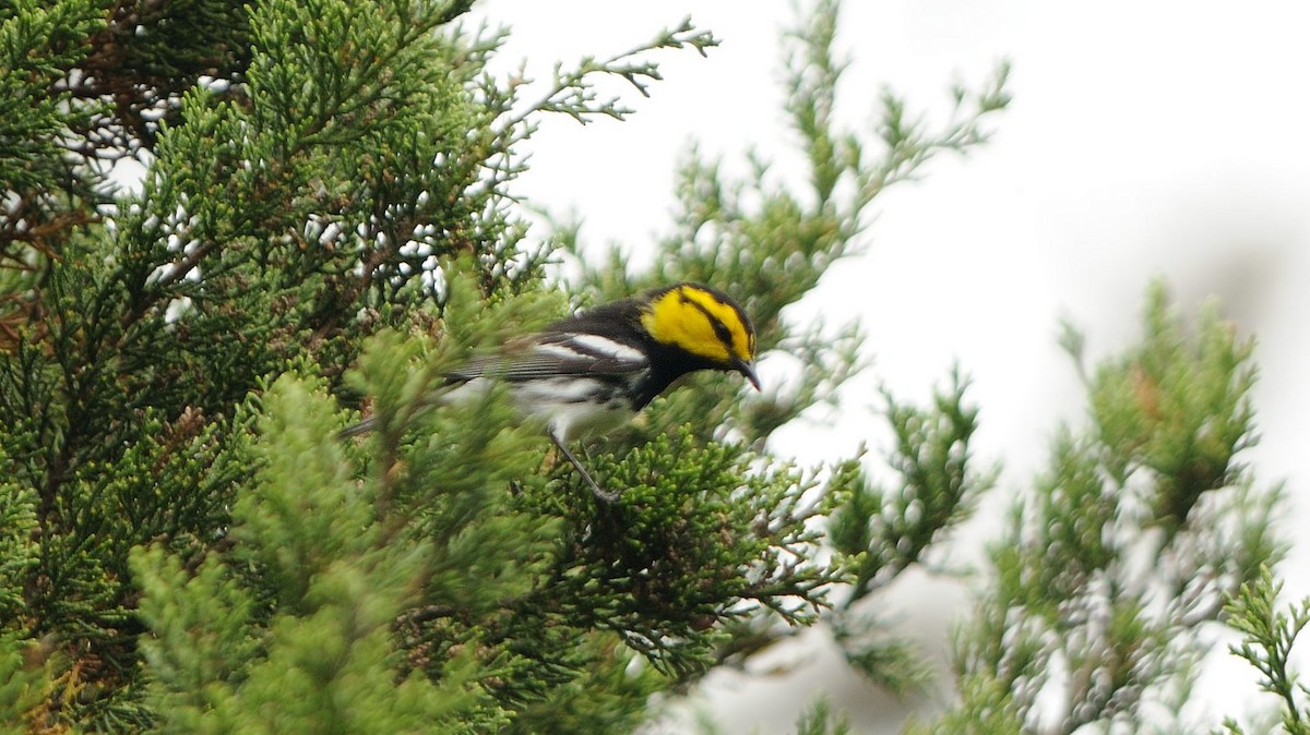 Golden-cheeked Warbler - Thomas Dorazio