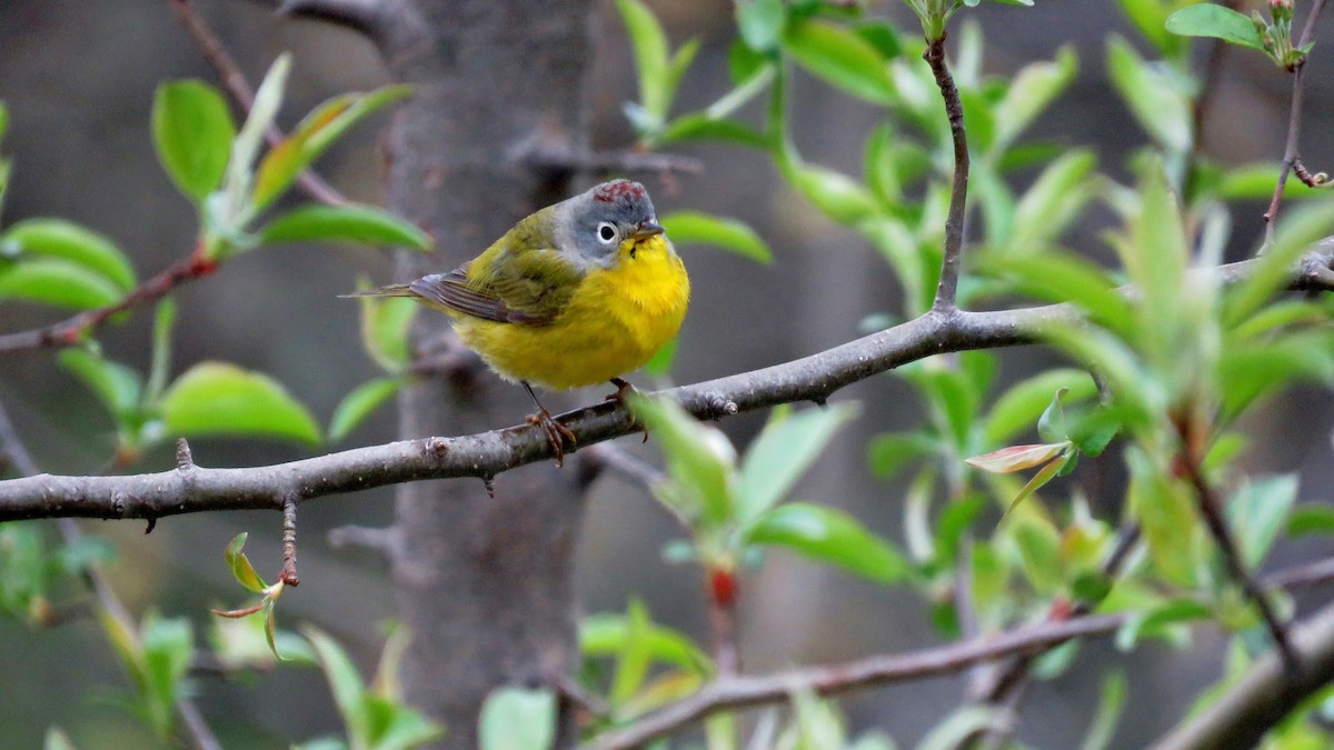 Nashville Warbler - ML233081871