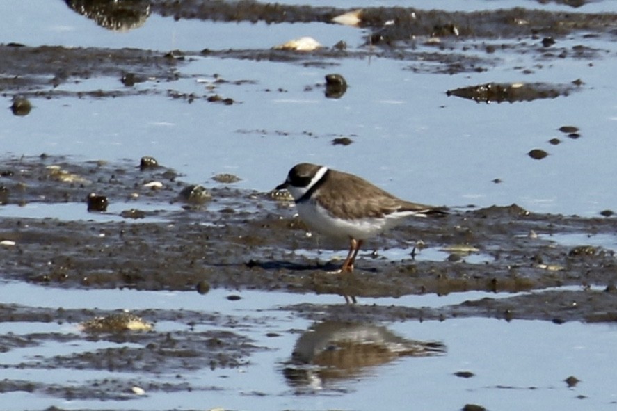 Semipalmated Plover - ML233082021