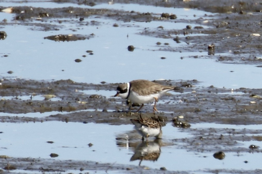 Semipalmated Plover - ML233082031