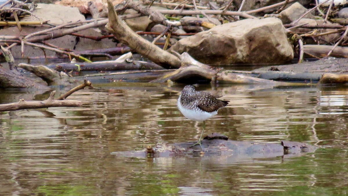 Solitary Sandpiper - ML233082101