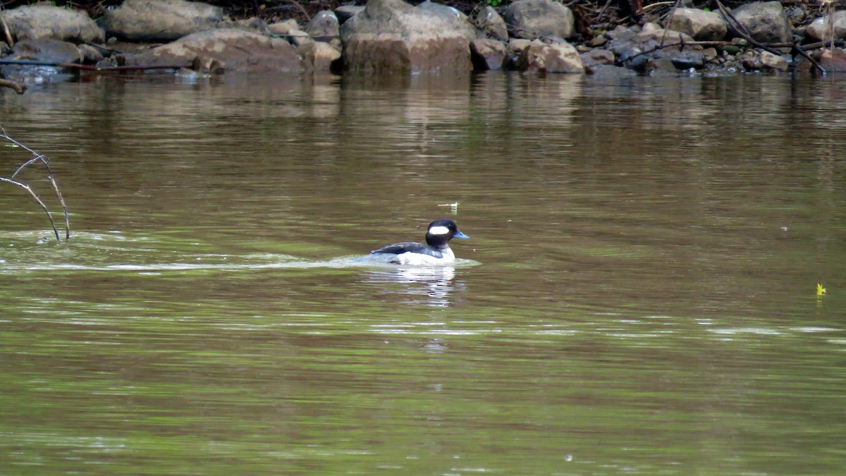 Bufflehead - ML233082161