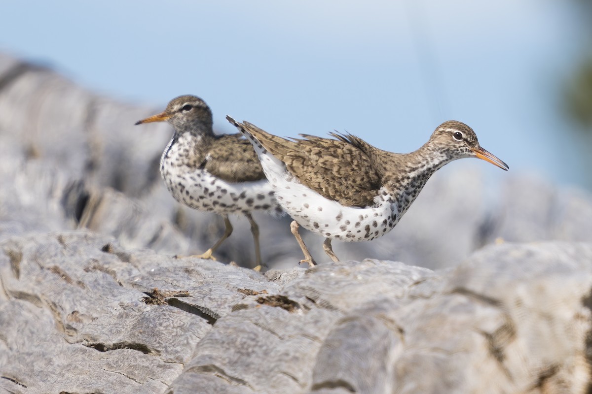 Spotted Sandpiper - ML233083191