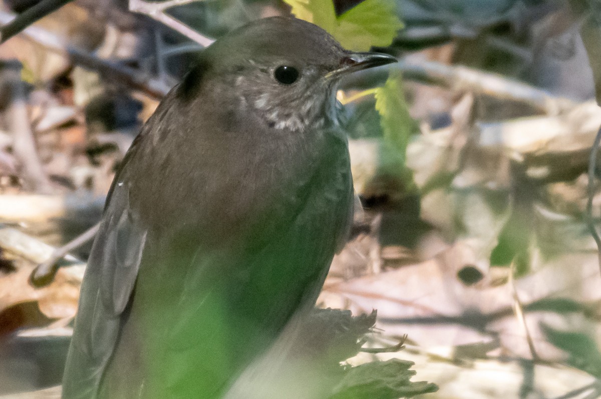 Gray-cheeked Thrush - ML233083411