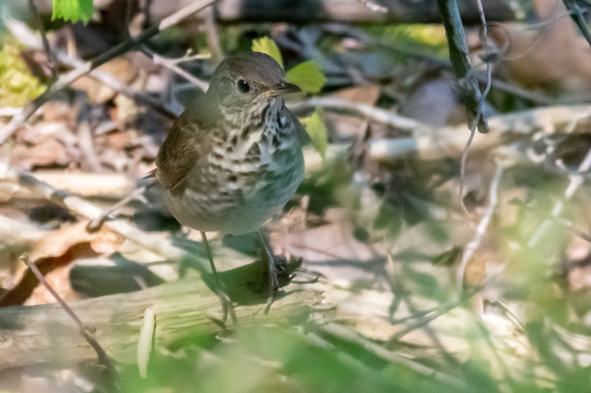 Gray-cheeked Thrush - ML233083441