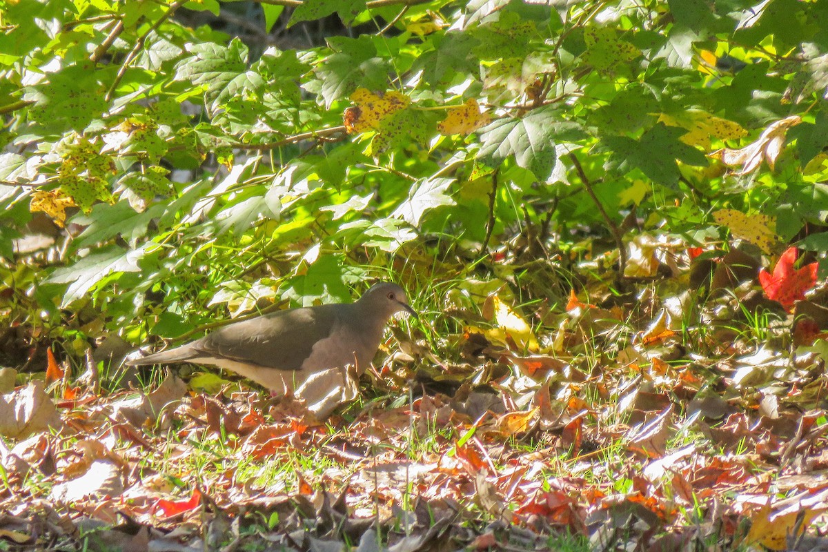 White-tipped Dove - ML233084381