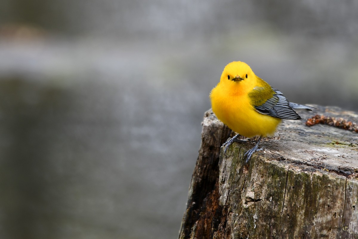 Prothonotary Warbler - Cameron Chevalier
