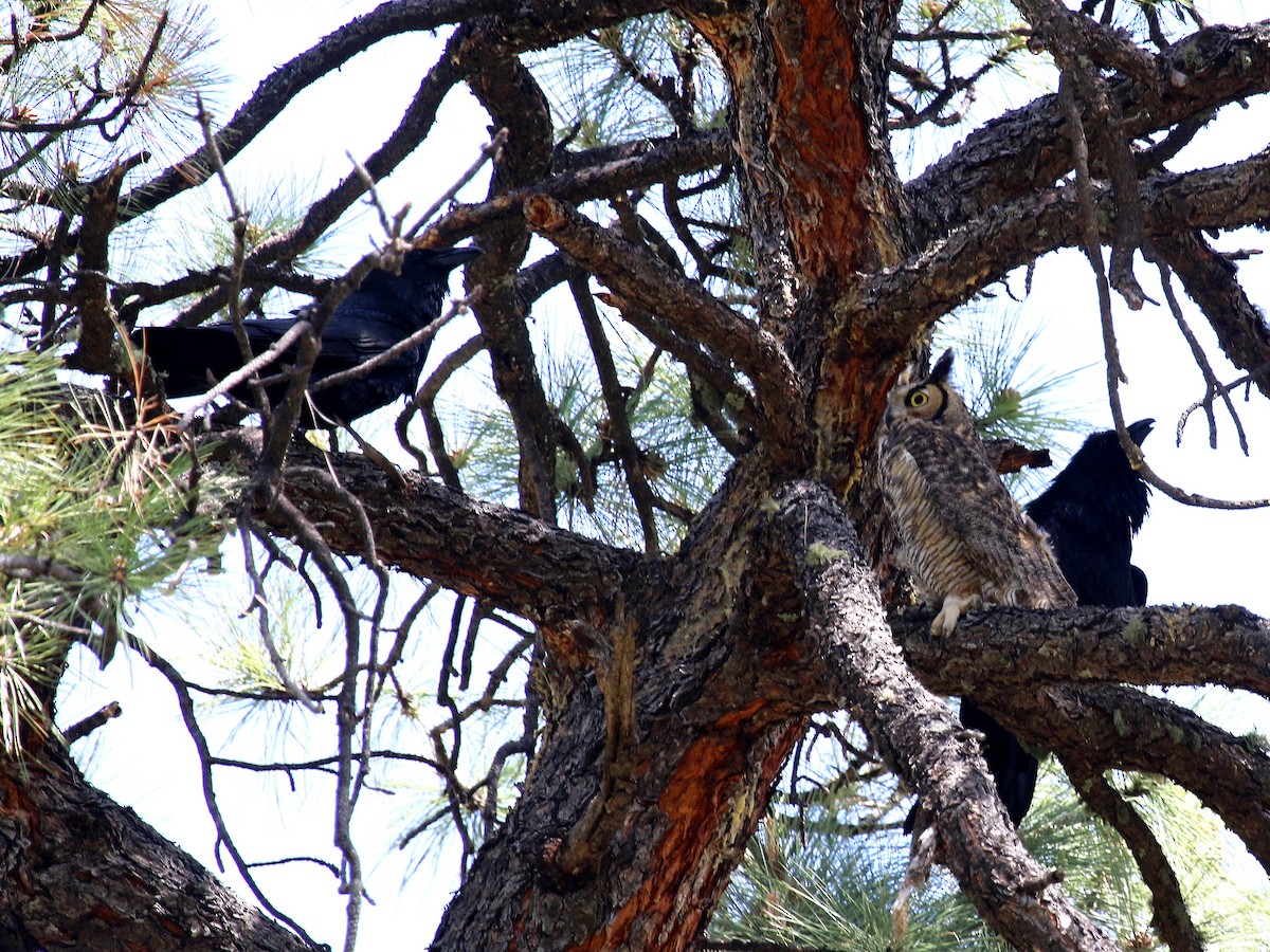 Great Horned Owl - ML233086761