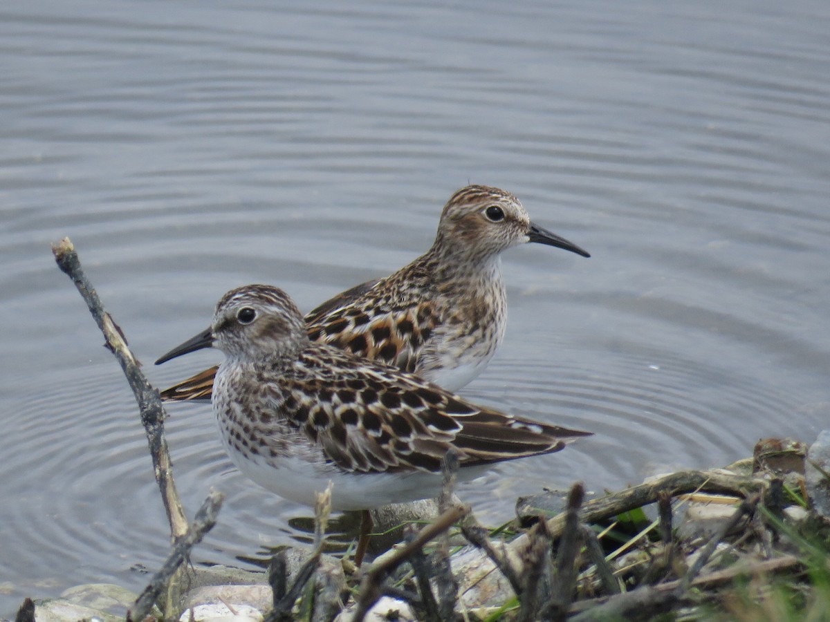 Least Sandpiper - ML233087801