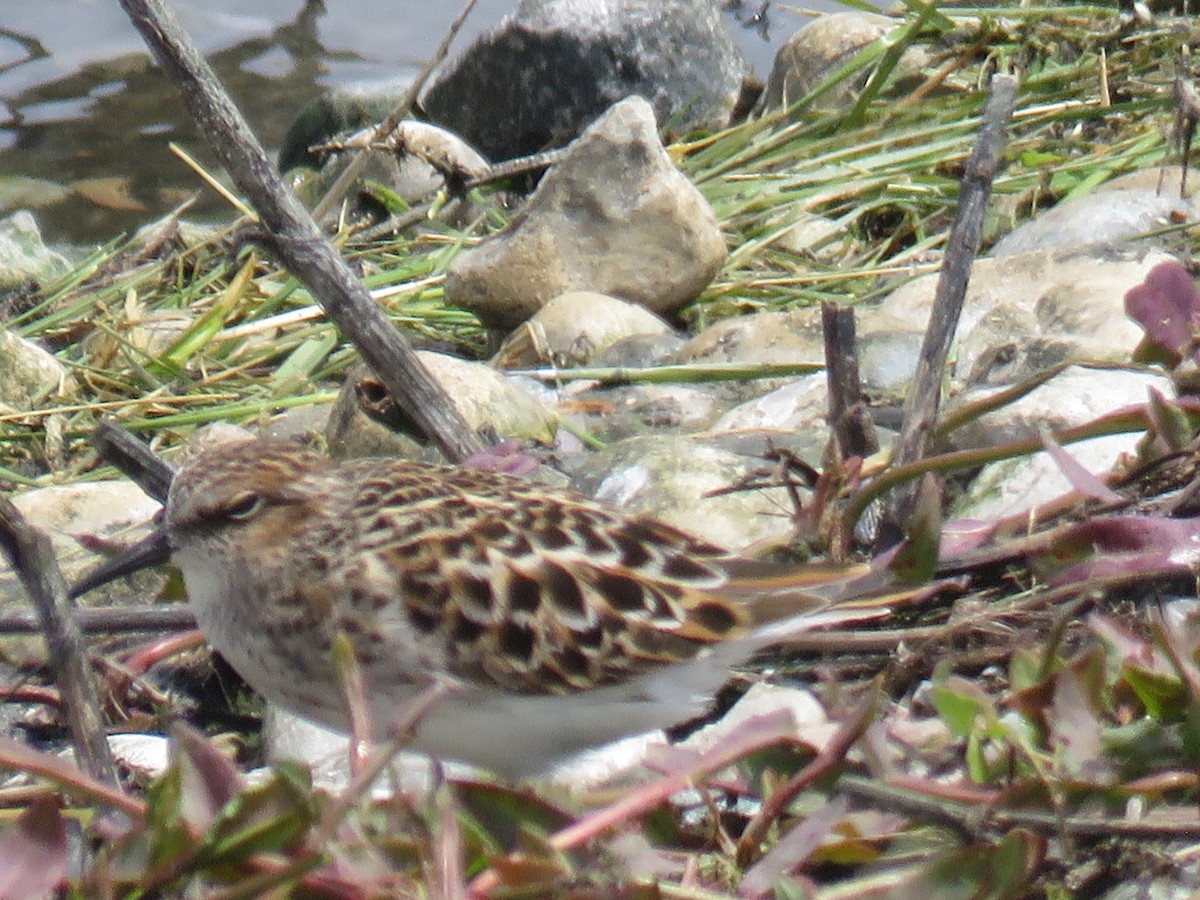 Least Sandpiper - ML233087861