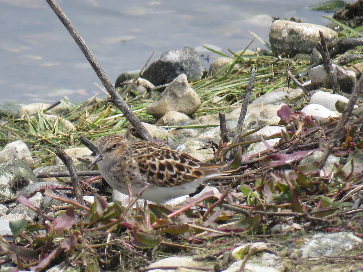 Least Sandpiper - ML233087871