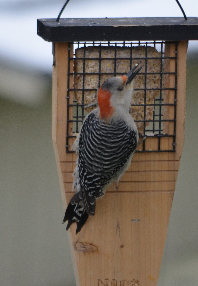 Red-bellied Woodpecker - S. Andujar
