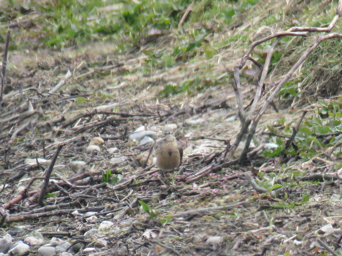 American Pipit - ML233089131