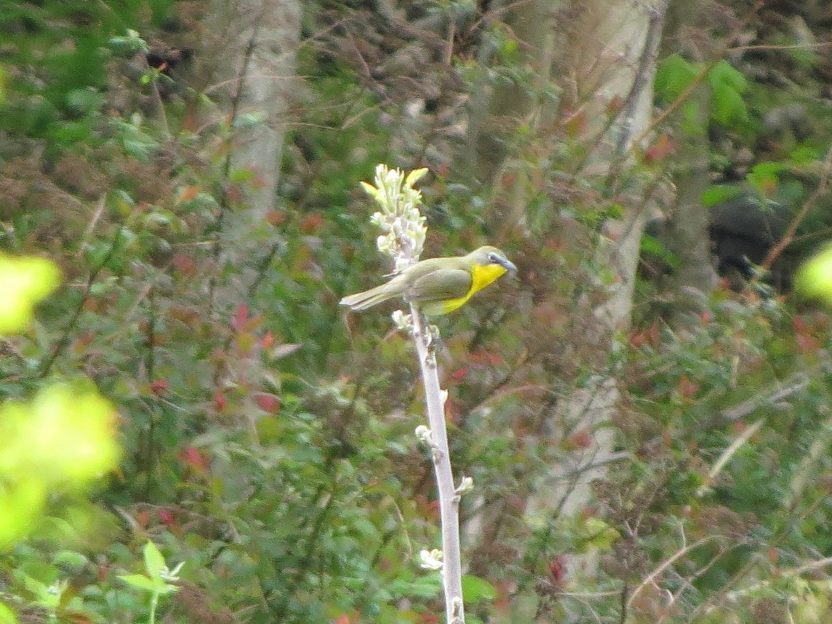 Yellow-breasted Chat - ML233090411