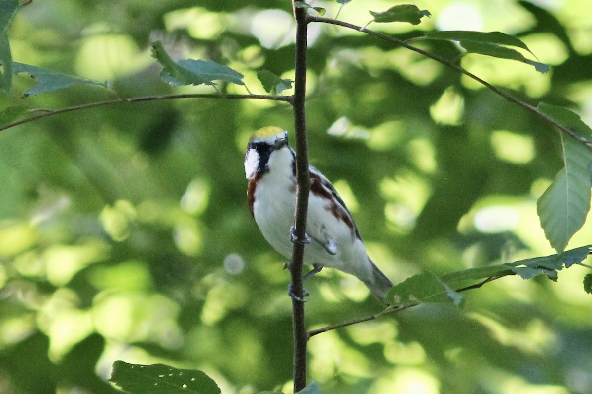 Chestnut-sided Warbler - ML233090961