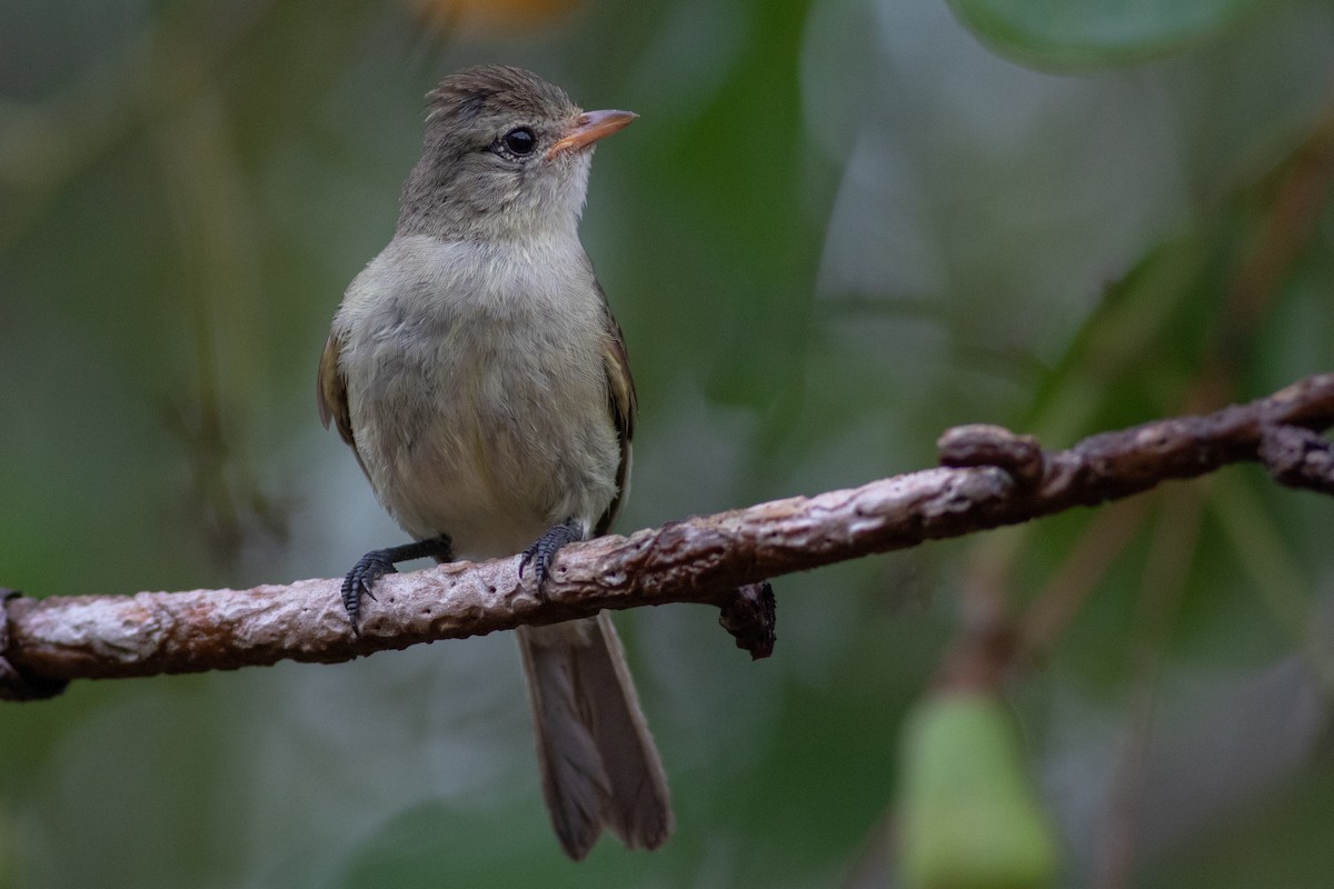 Northern Beardless-Tyrannulet - ML233091711