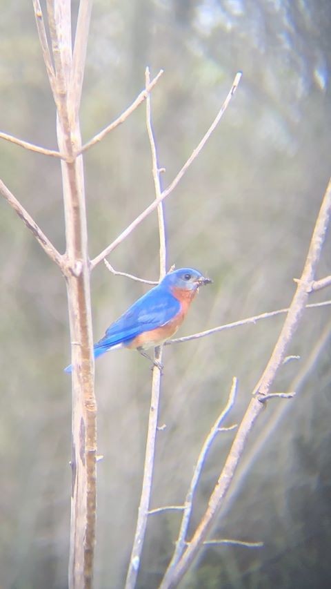 Eastern Bluebird - ML233092141