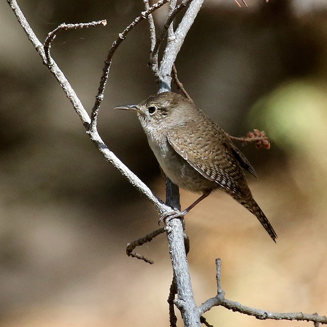 House Wren - ML233092321