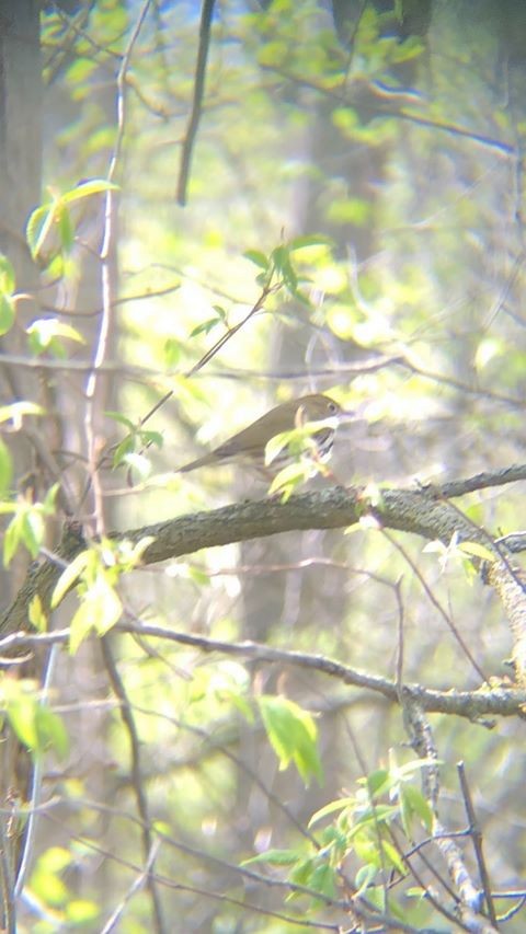 Ovenbird - ML233092351