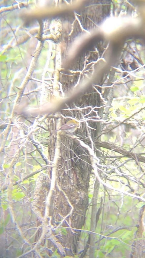 Blackburnian Warbler - ML233092711