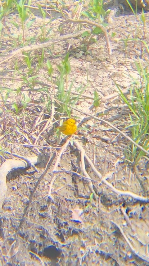 Yellow Warbler - ML233092771
