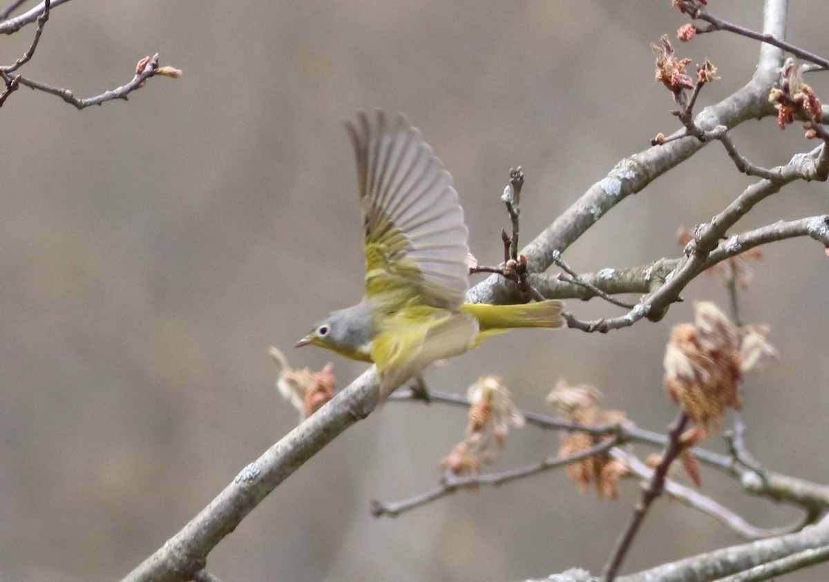 Nashville Warbler - ML233093281