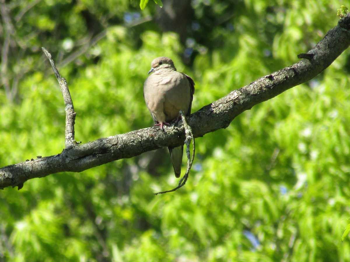 Mourning Dove - ML233093451