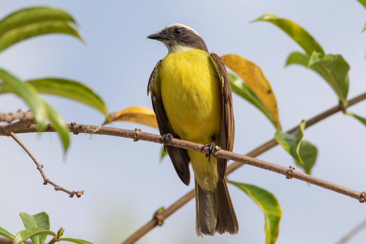 Social Flycatcher - Francis Canto Jr