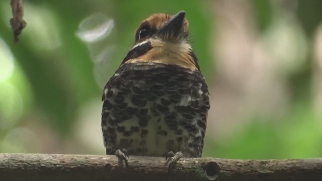 Spotted Puffbird - ML233095601