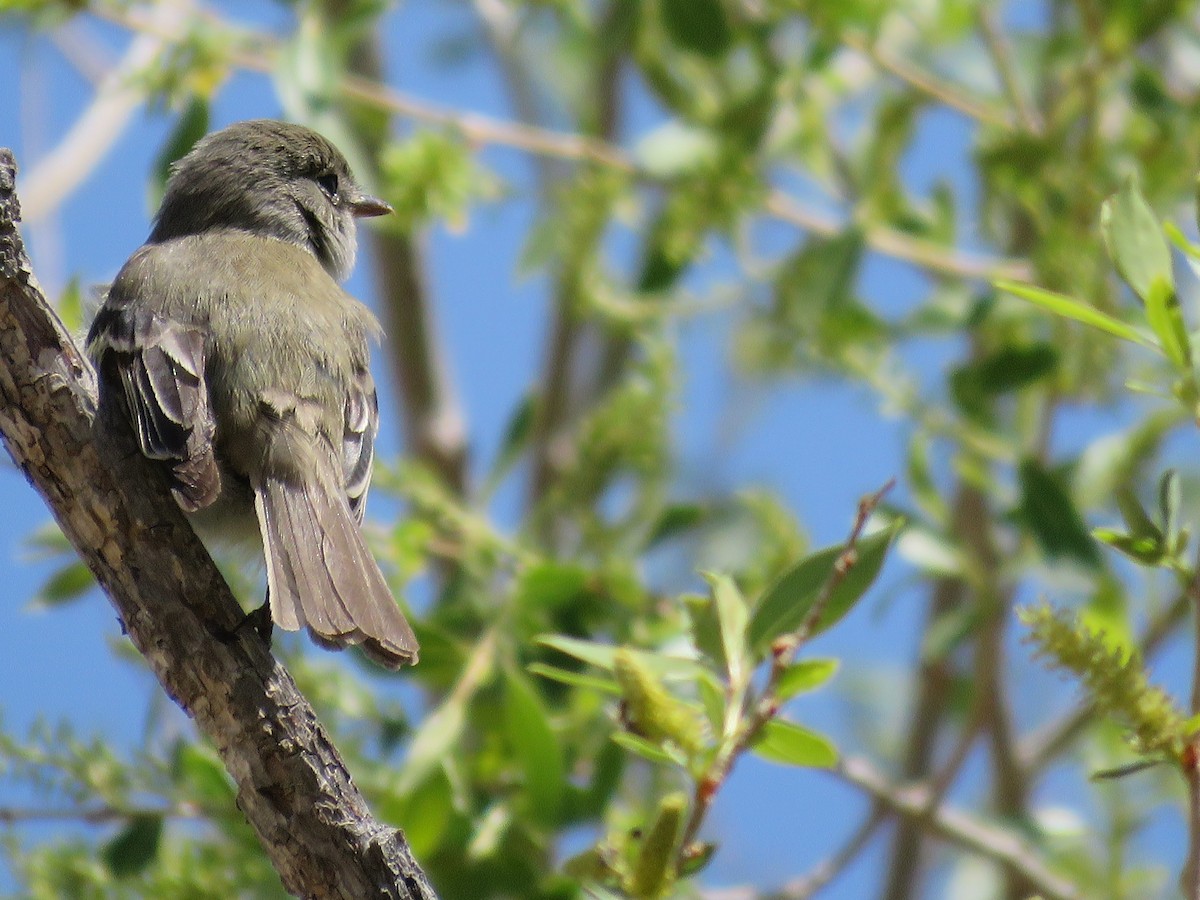 Hammond's/Dusky Flycatcher - ML233097211