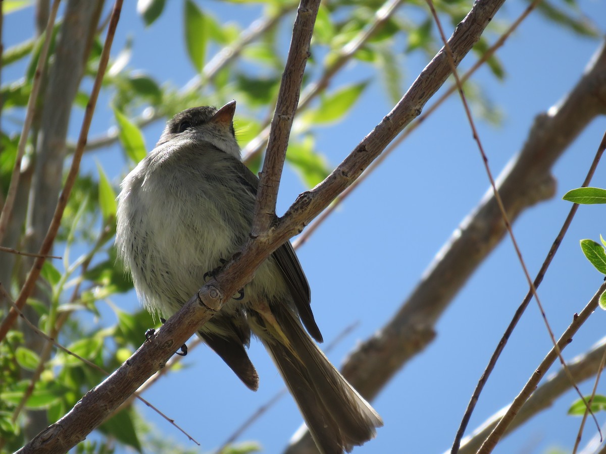 Hammond's/Dusky Flycatcher - ML233097311