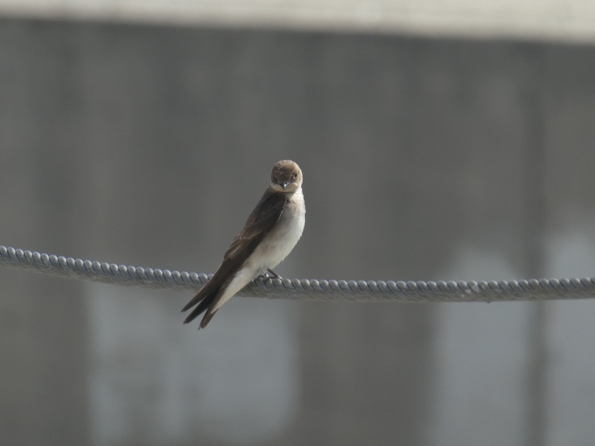 Northern Rough-winged Swallow - Anonymous