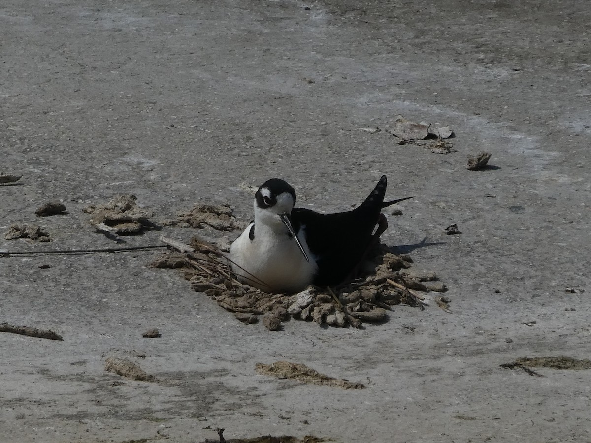 Black-necked Stilt - ML233098041