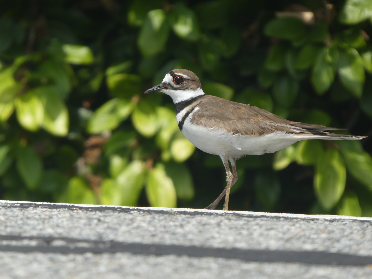 Killdeer - ML233098161