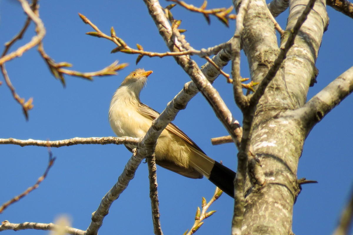 Guira Cuckoo - ML233098821